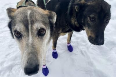 Iditarod Implements Safety Measures After Recent Dog Deaths