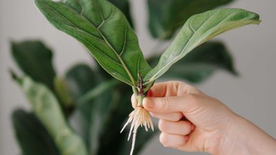 How to propagate a fiddle leaf fig — a step-by-step guide for beginner plant parents