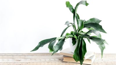 Staghorn fern care guide – 5 expert tips for this unusual houseplant