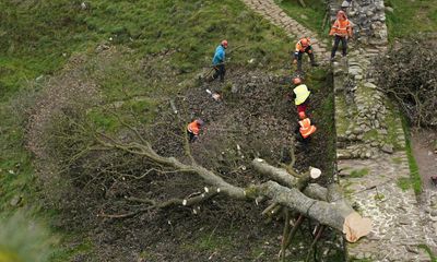 Felled Sycamore Gap tree to go on public display in Northumberland