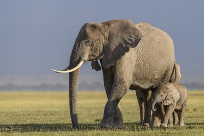 National Geographic’s ‘Queens’ Tracks Female Leaders in the Animal Kingdom (Video)