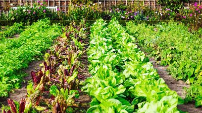 7 vegetables to plant in March – crops to sow indoors, or even outdoors, this month