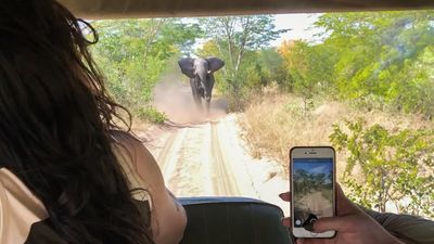 I was charged by a pissed-off elephant during a photo safari