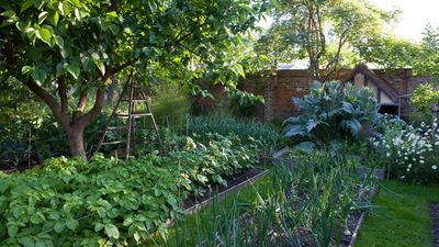 How to use coffee grounds in the garden – 4 ways to benefit plants and improve soil quality
