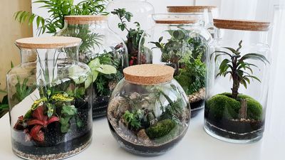 Best plants for terrariums — 7 easy choices for beginners