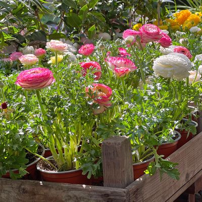When to plant ranunculus - experts reveal the best time to add these beautiful buttercups to your garden