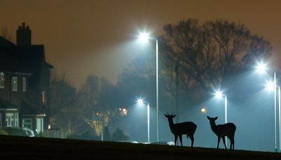 Pro tips: How to start and excel in wildlife photography, and exhibit your work online