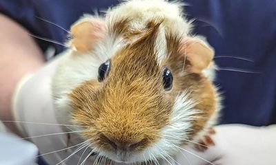 Guinea pig abandoned at London tube station with note asking for new owner
