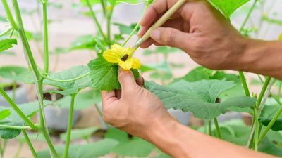 How to hand-pollinate plants – expert tips for your greenhouse and indoor garden