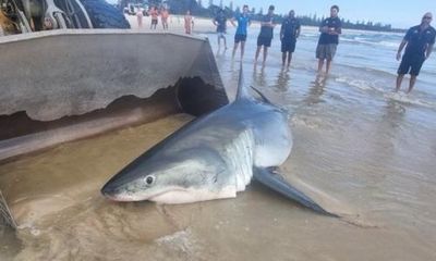 ‘Haven’t seen anything like it’: shock as great white shark washes up on NSW beach