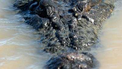 Huge croc spotted at north Queensland swimming hole