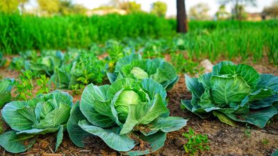 5 Vegetables You Can Start Growing in March — Cool Season Picks for Early Summer Crops