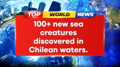 Over 100 New Sea Creatures Discovered Off Chilean Coast