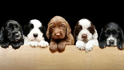 32 facts about puppies