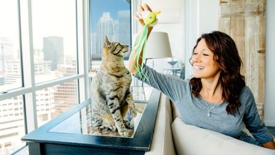 32 top US cities to have a cat