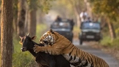 Hyderabad wildlife photographer captures rare moment from UP tiger reserve