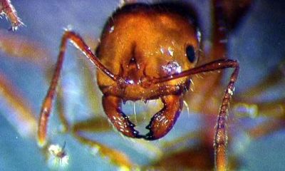 Australian $1.2bn program to eradicate red fire ants is a ‘shambles’, Senate inquiry told