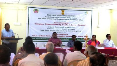 Cinnamon holds potential as remunerative intercrop, say experts