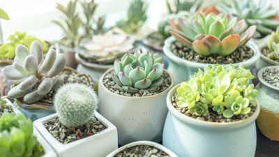 The best soil for succulents from $14 — plant experts reveal the mix that helps this greenery thrive