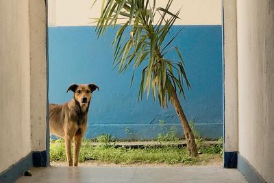 Hired With No Experience: Street Dog Persistently Visited Police Station Until He Got Adopted