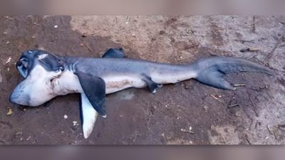 Elusive megamouth shark caught off Zanzibar for 1st time, gets sold for $17