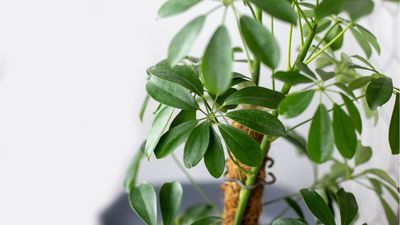 How to care for an umbrella plant – 5 expert tips for this tree that doesn't mind neglect