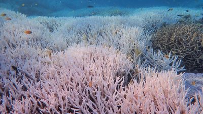 New images show extent of Barrier Reef coral bleaching