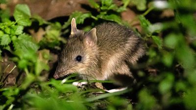 Tourists to forage with the bandicoots on Vic island