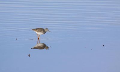 Country diary: Predator or prey? The electric redshank is both in equal measure