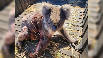 Dead koala footage sparks calls for logging halt