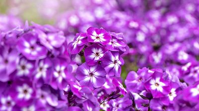 How to grow phlox – expert tips for happy plants and long-lasting flowers