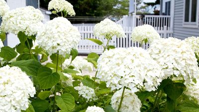 5 Things to Plant Now That Will Make Your Front Yard Look Amazing by Springtime