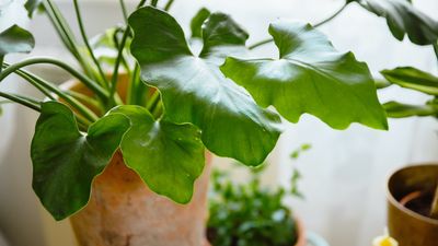 Why is my philodendron turning yellow and brown? Plant experts identify the culprits