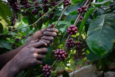 Climate change could wipe out coffee