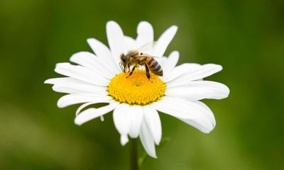 Labour to end UK exemptions for bee-killing pesticides outlawed by EU