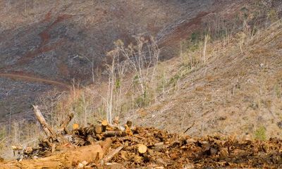 Land clearing: two million hectares of Queensland forest destroyed in five years, new analysis shows