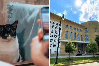 Library Lets People Trade Cat Pics For The Clearing Of Unpaid Dues During March Meowness