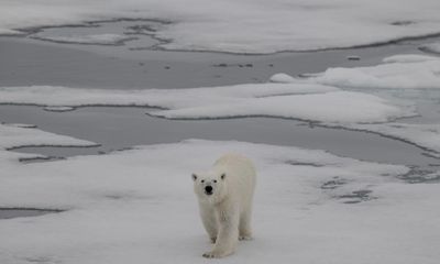 Ice-free summers in Arctic possible within next decade, scientists say