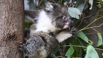 'Shocking' scale of deforestation a koala threat: study