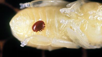 Varroa mite probe sparks east coast police raids
