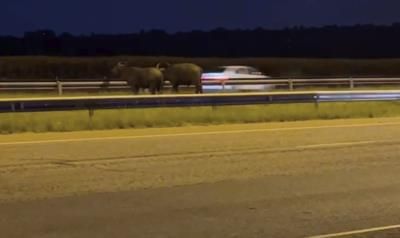 Buffaloes On The Loose In Johannesburg