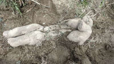 'They are very well aware of their agency': Elephant calf burial ritual discovered in India