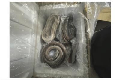 Illegal Import Scheme Uncovered: Goose And Duck Intestines Seized