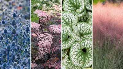 32 alluring plants to liven up your garden - from cottage garden blooms to vibrant foliage