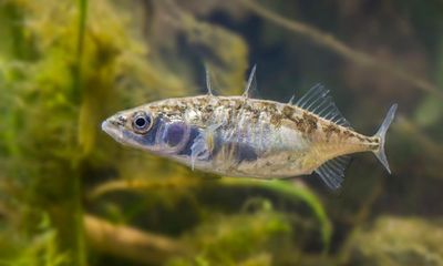 Specieswatch: the remarkably tough three-spined stickleback