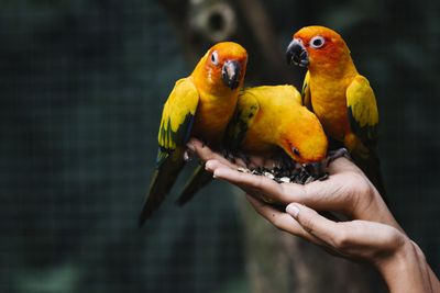 Parrot Fever Outbreak In Europe Kills 5: Know All About Psittacosis