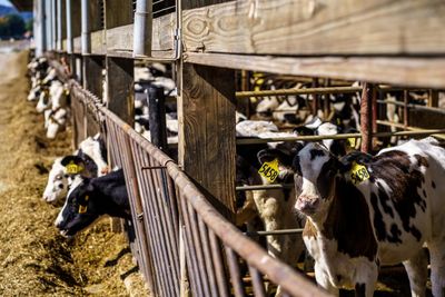 ‘Sad and debilitating’: rural midwesterners contend with well water tainted by livestock waste