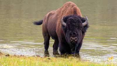 Yellowstone hiker gives picture-perfect demonstration of how NOT to photograph bison