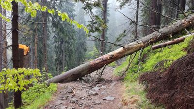 Hiker killed by falling tree on popular Washington waterfall trail