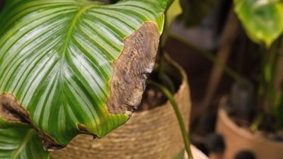 Common calathea mistakes – experts reveal the 4 errors that can damage this demanding houseplant